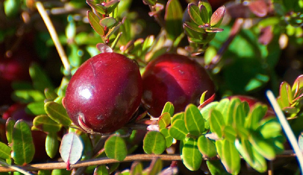 Wonderful Ben Lear Cranberry Bush Garden Plant
