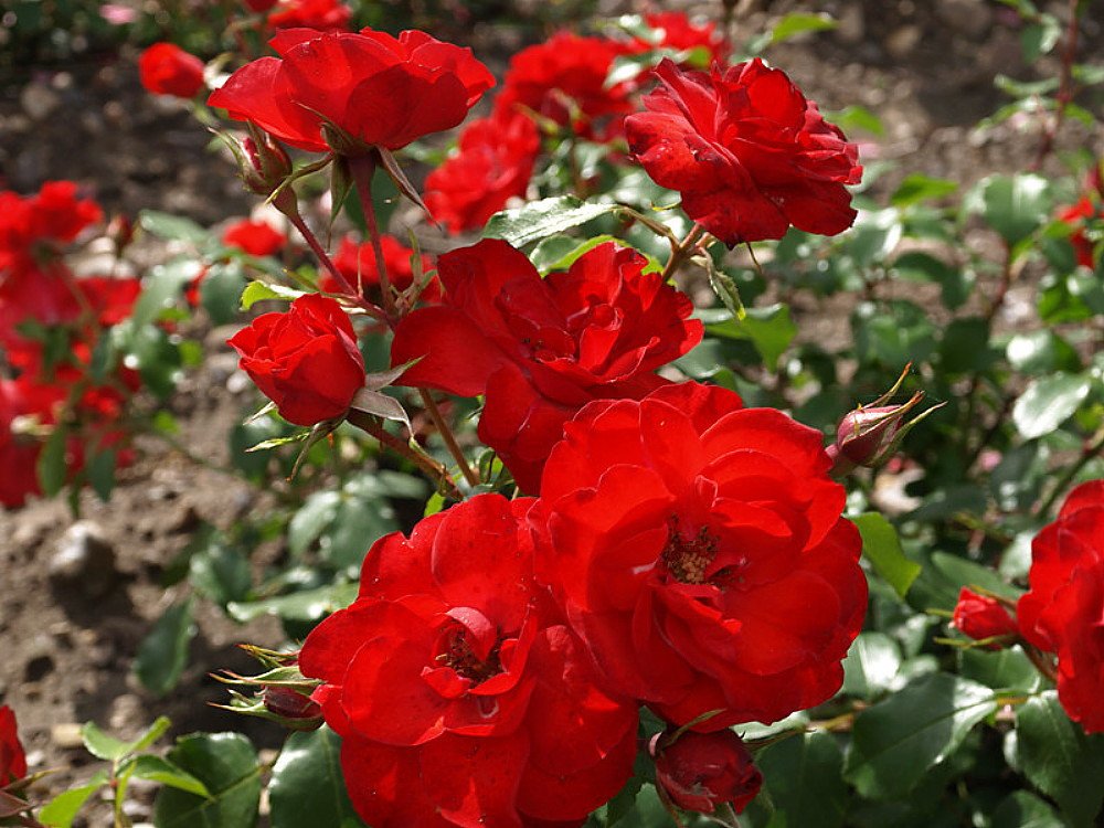 Wonderful Sevillana Shrub Rose Garden Plant