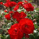 Wonderful Sevillana Shrub Rose Garden Plant