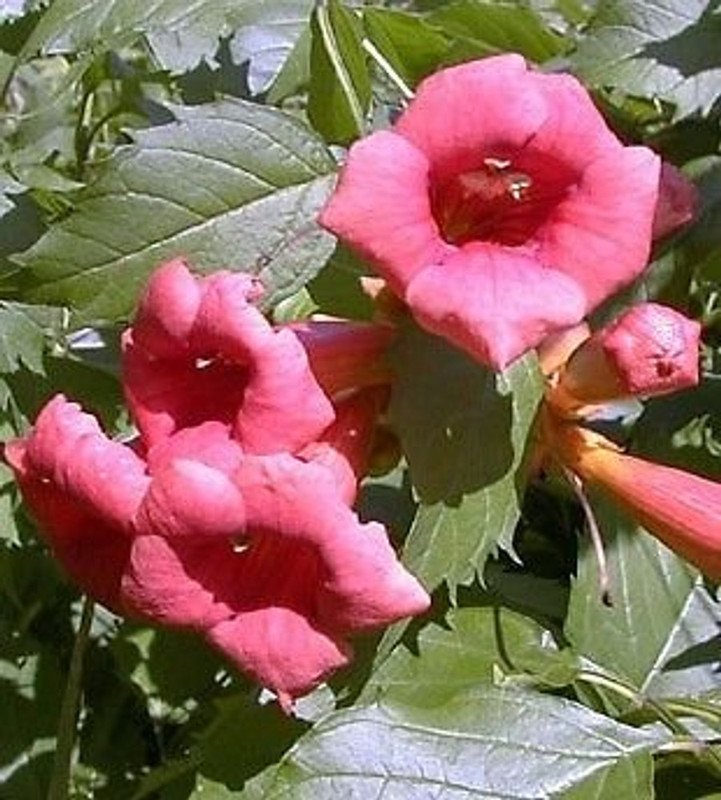 Wonderful Flamenco Trumpet Vine Campsis Garden Plant