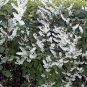 Wonderful Silver Lace Vine Polygonum aubertii Garden Plant