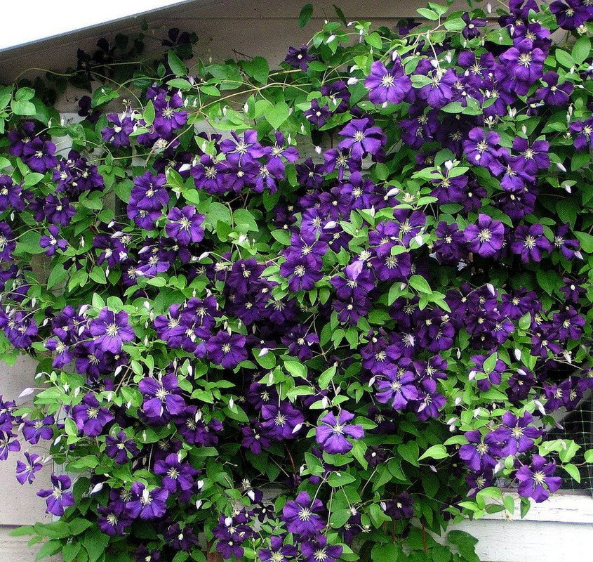 Wonderful Jackmani Superba Clematis Vine Garden Plant
