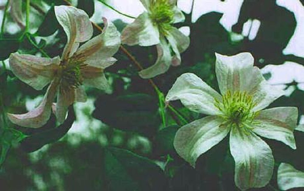 Wonderful White Bell Campaniflora Clematis Garden Plant