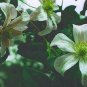 Wonderful White Bell Campaniflora Clematis Garden Plant