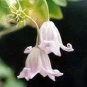 Wonderful White Bell Campaniflora Clematis Garden Plant