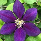 Wonderful The President Clematis Vine Deep Purple Garden Plant