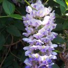 Wonderful Blue Moon Wisteria Vine Huge Fragrant Blooms Garden Plant