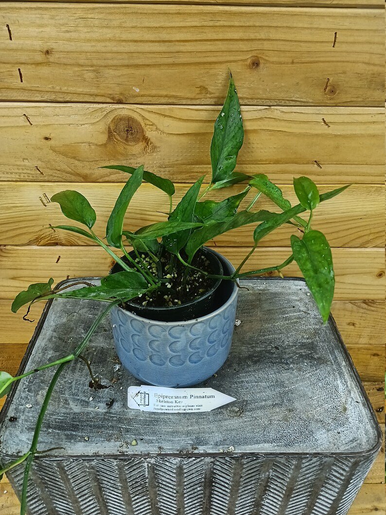 Wonderful Epipremnum Pinnatum Skeleton Key Garden Plant