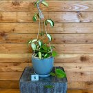 Wonderful Hoya Acuta Variegata Garden Plant