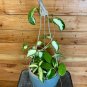 Wonderful Hoya Acuta Variegata Garden Plant