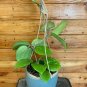Wonderful Hoya Balensis Garden Plant