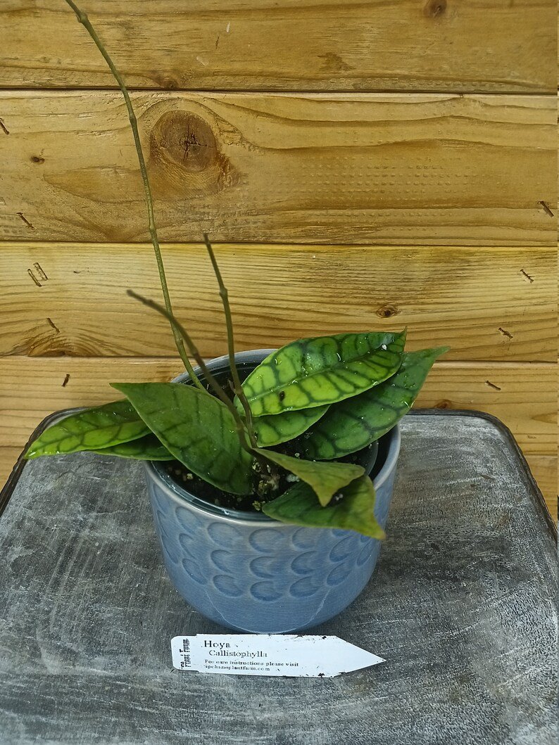 Wonderful Hoya Callistophylla Garden Plant