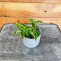 Wonderful Hoya Carnosa Krinkle 8 Garden Plant