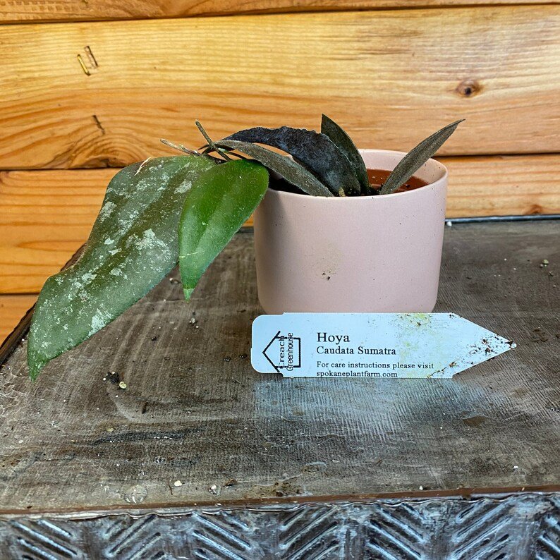Wonderful Hoya Caudata Sumatra Garden Plant