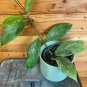 Wonderful Hoya Chicken Farm Garden Plant