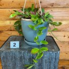 Wonderful Hoya Collina Mixed Garden Plant