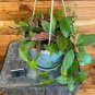 Wonderful Hoya Collina Mixed Garden Plant