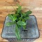 Wonderful Hoya Crassipetiolata Garden Plant