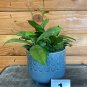 Wonderful Hoya Crassipetiolata Garden Plant