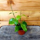 Wonderful Hoya Diptera Garden Plant