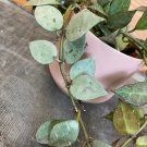 Wonderful Hoya Elliptica Black Petiole Garden Plant
