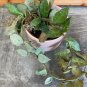 Wonderful Hoya Elliptica Black Petiole Garden Plant