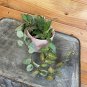 Wonderful Hoya Elliptica Black Petiole Garden Plant
