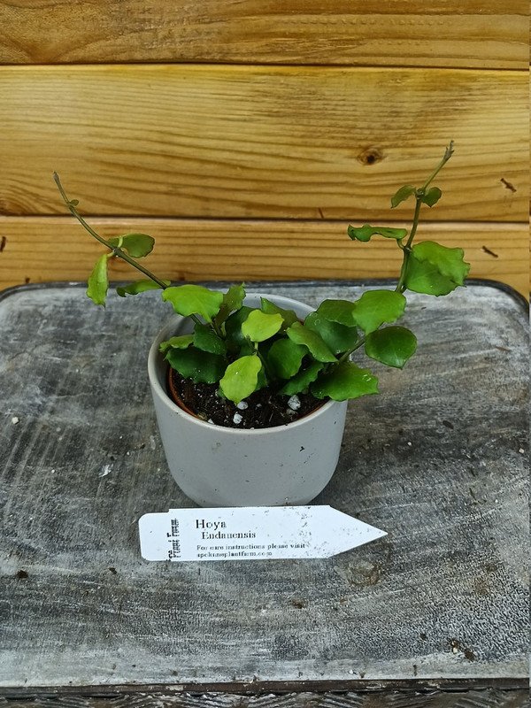 Wonderful Hoya Endauensis Garden Plant
