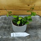 Wonderful Hoya Endauensis Garden Plant