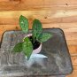 Wonderful Hoya Finlaysonii Garden Plant