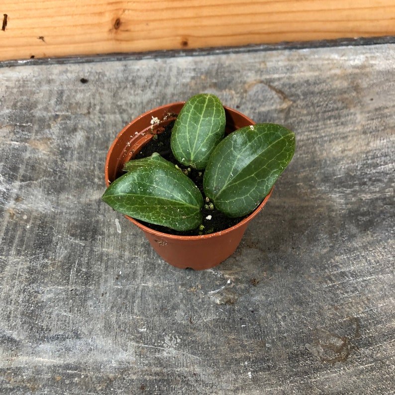 Wonderful Hoya Fitchii Garden Plant