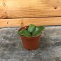 Wonderful Hoya Fitchii Garden Plant