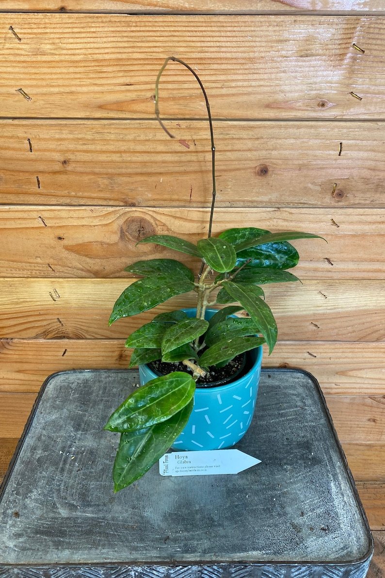 Wonderful Hoya Glabra Garden Plant