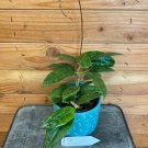Wonderful Hoya Glabra Garden Plant