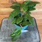 Wonderful Hoya Glabra Garden Plant