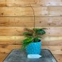 Wonderful Hoya Glabra Garden Plant