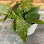 Wonderful Hoya Gracilis Garden Plant