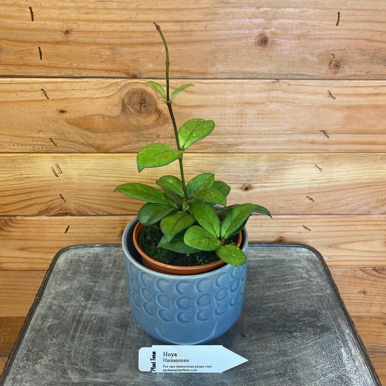 Wonderful Hoya Hainanensis Garden Plant