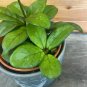 Wonderful Hoya Hainanensis Garden Plant