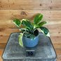 Wonderful Hoya Incrassata Albomarginata Garden Plant