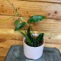 Wonderful Hoya Kaimuki Red Garden Plant