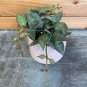 Wonderful Hoya Krohniana Garden Plant