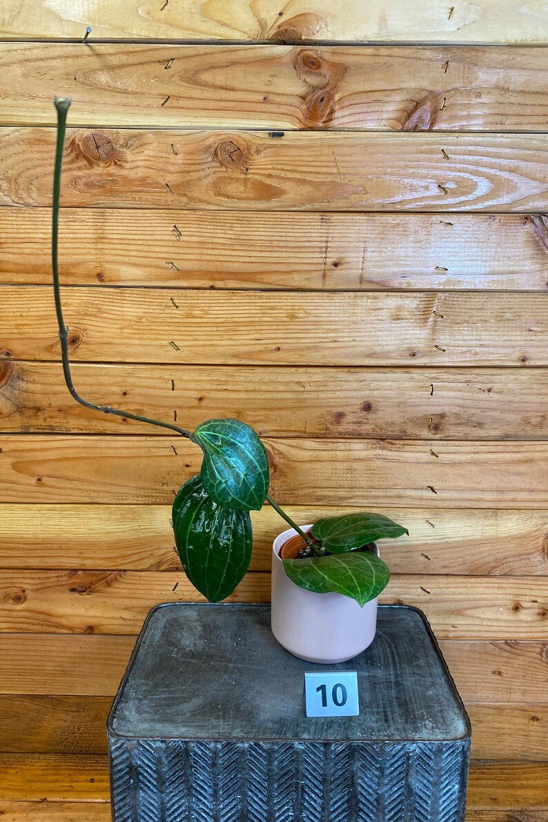 Wonderful Hoya Latifolia Garden Plant