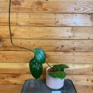 Wonderful Hoya Latifolia Garden Plant