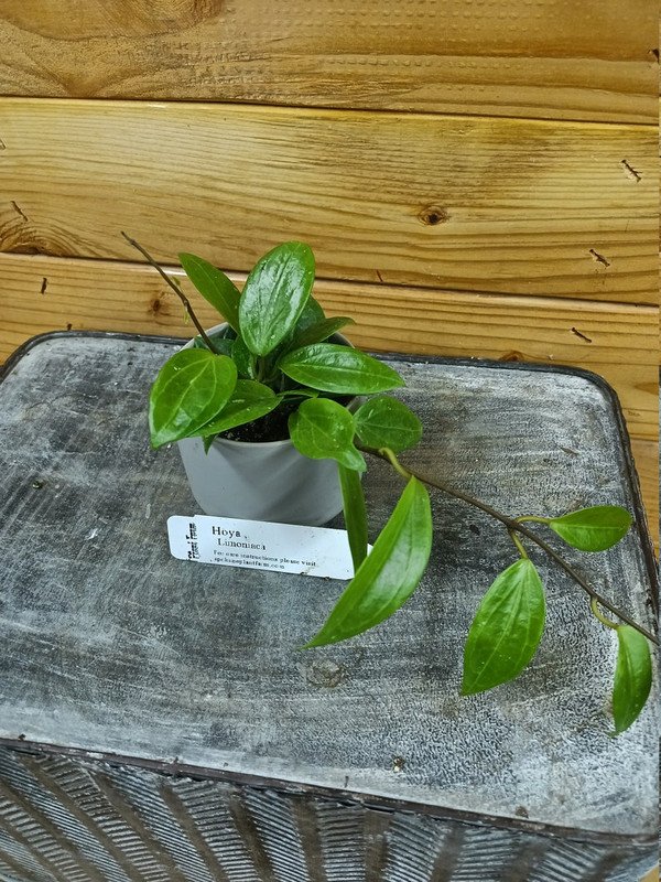 Wonderful Hoya Limoniaca Garden Plant