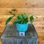 Wonderful Hoya Lobbii Dark Flower Garden Plant