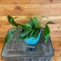 Wonderful Hoya Lobbii Dark Flower Garden Plant
