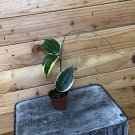 Wonderful Hoya Macrophylla albomarginata Garden Plant