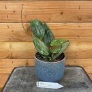 Wonderful Hoya Macrophylla Splash Garden Plant