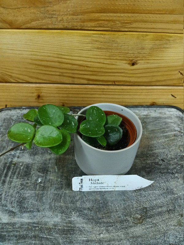 Wonderful Hoya Mathilde Garden Plant